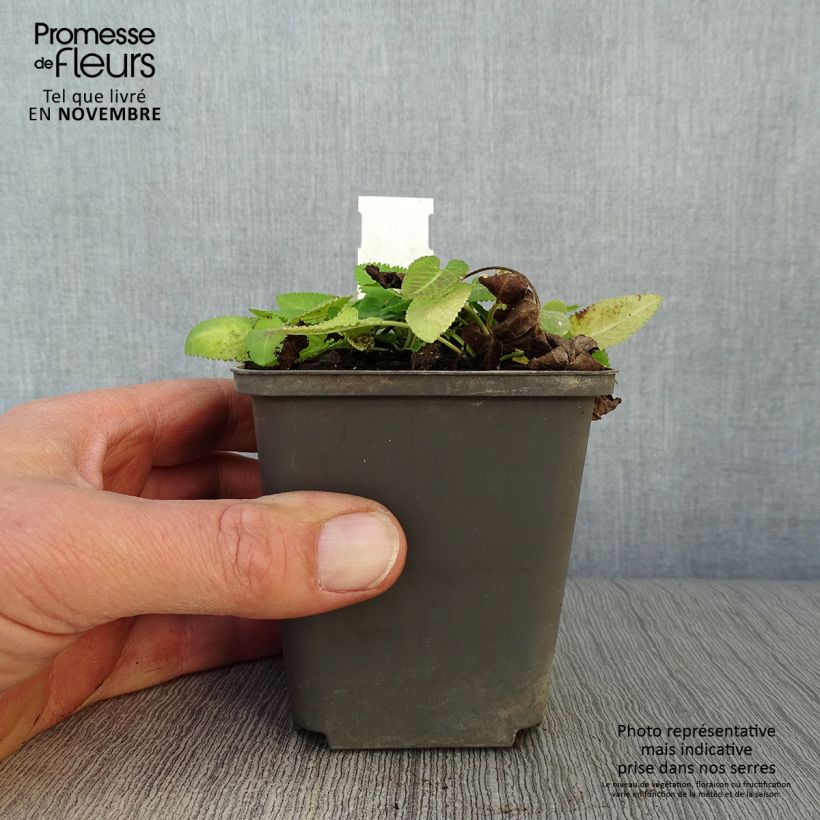 Spécimen de Stachys monieri Hummelo - Epiaire Godet de 8/9 cm tel que livré en automne