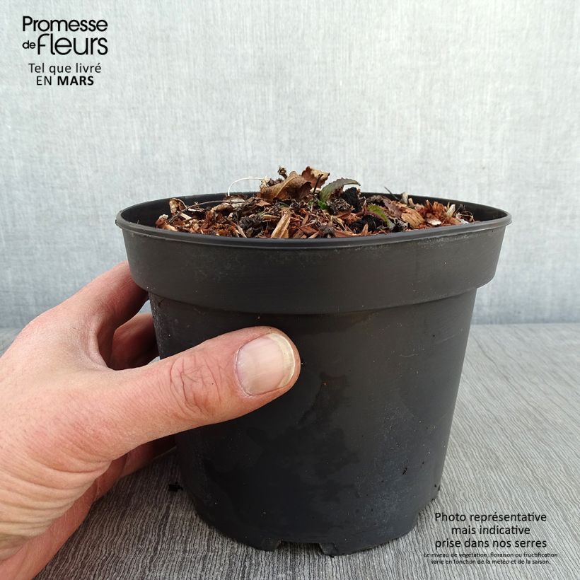 Spécimen de Stachys monieri Hummelo - Epiaire Pot de 2L/3L tel que livré en hiver