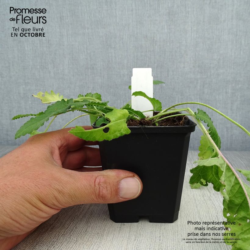 Spécimen de Stachys monieri Rosea - Epiaire Godet de 8/9 cm tel que livré en automne