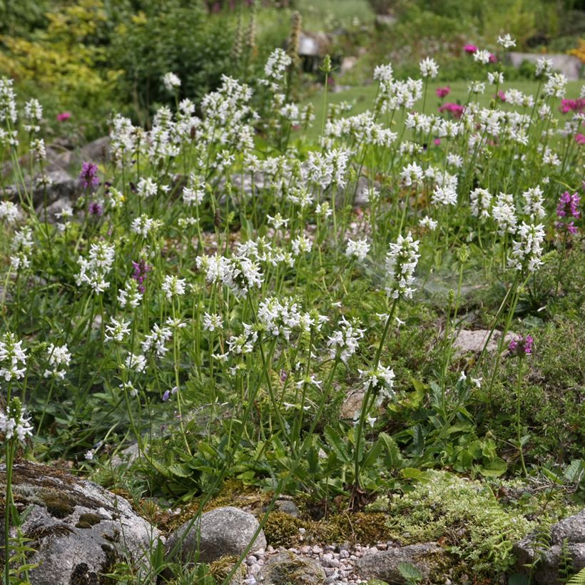 Stachys officinalis Alba - Bétoine officinale (Port)