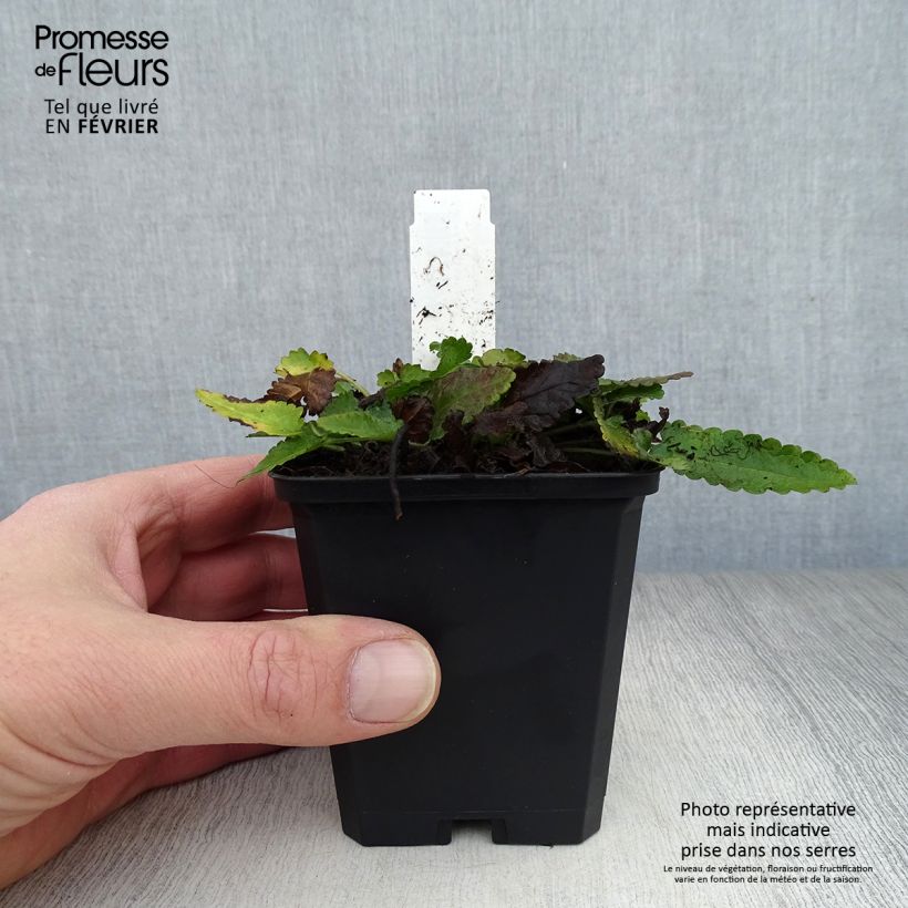 Spécimen de Stachys officinalis - Bétoine officinale Godet de 8/9 cm tel que livré en hiver