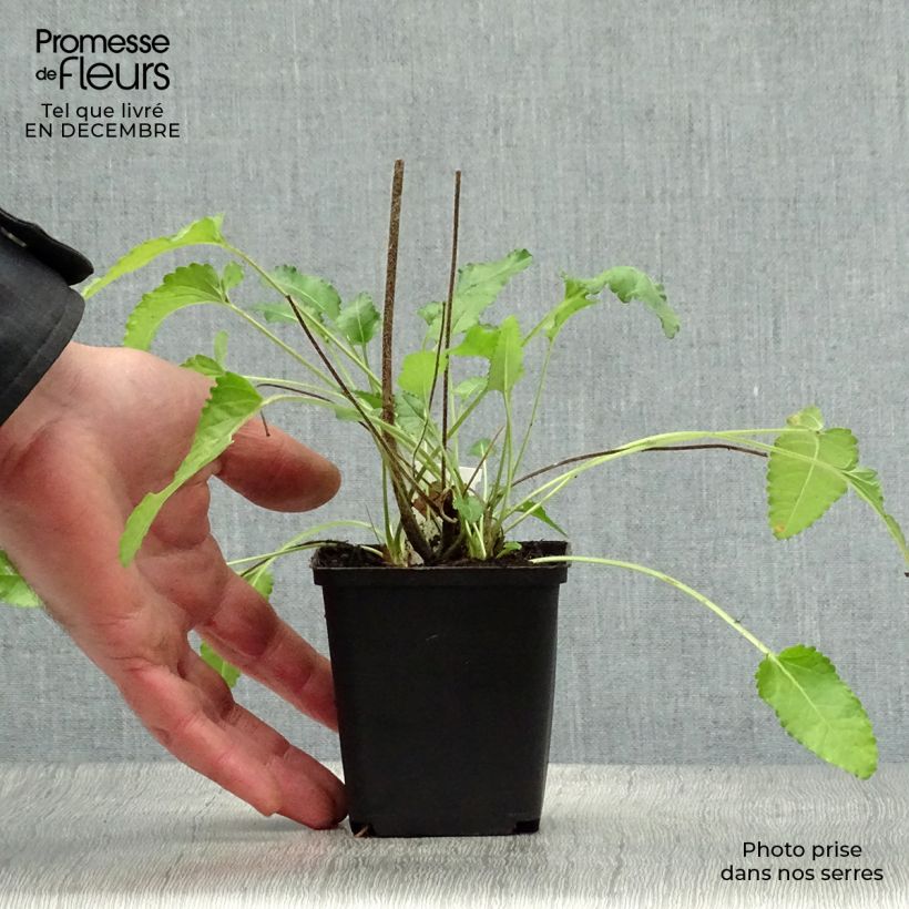 Spécimen de Stachys officinalis Pink Cotton Candy - Bétoine officinale Godet de 8/9 cm tel que livré en hiver