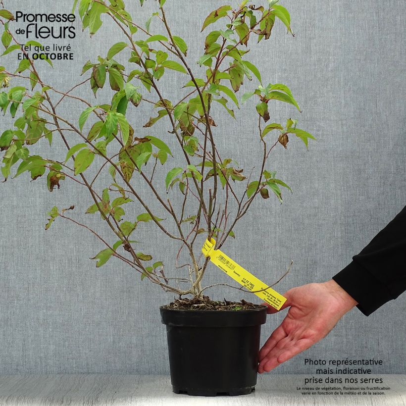 Spécimen de Stachyurus chinensis Celina Pot de 3L/4L tel que livré en automne