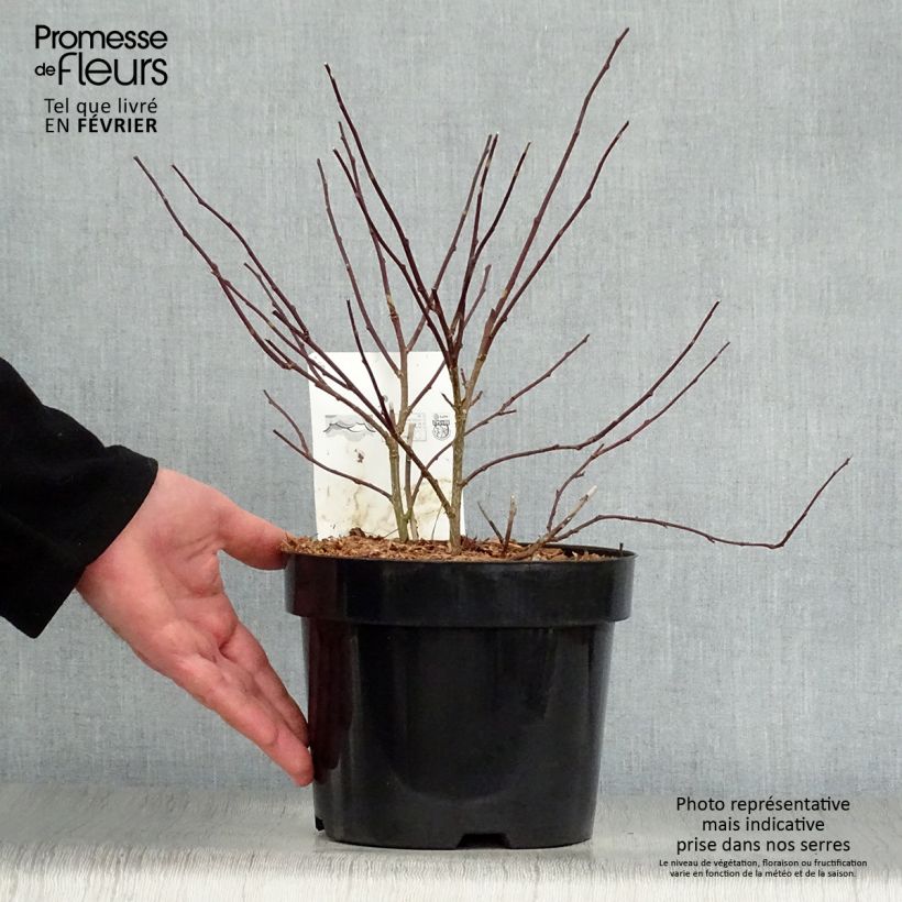 Spécimen de Stachyurus chinensis Celina Pot de 3L/4L tel que livré en hiver