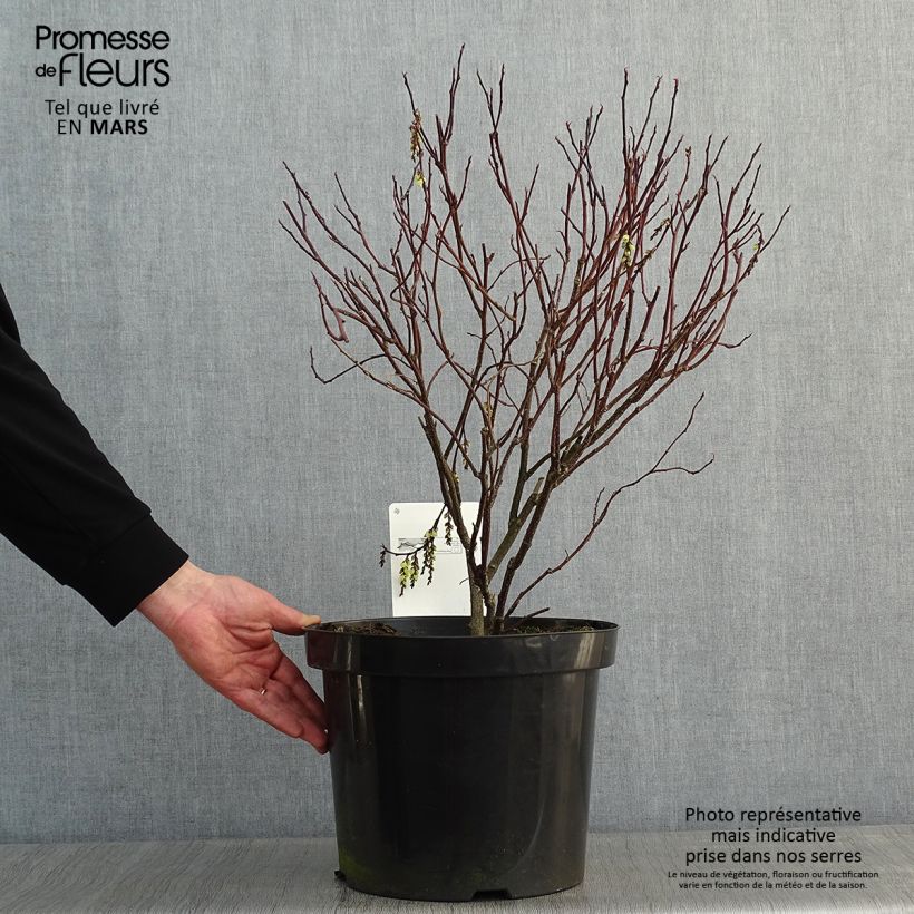 Spécimen de Stachyurus chinensis Celina Pot de 7,5L/10L tel que livré en hiver