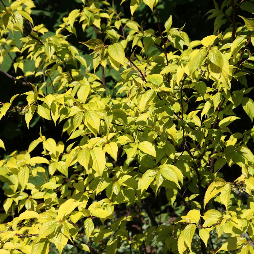 Stachyurus chinensis Goldbeater (Feuillage)