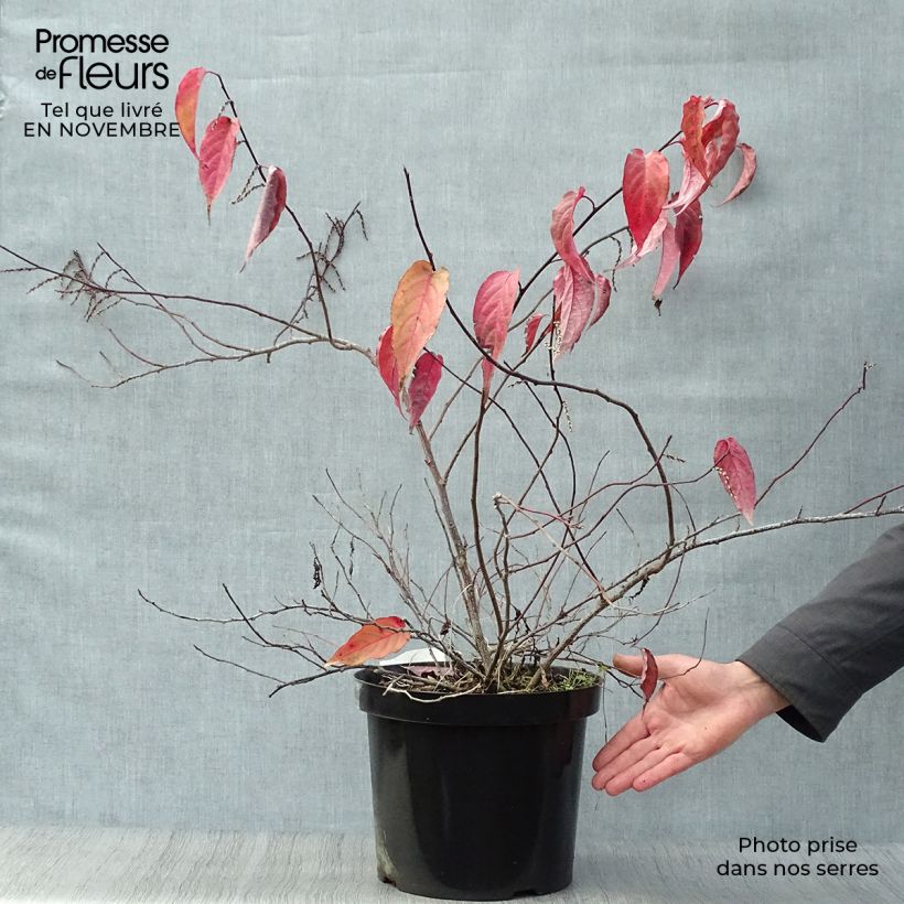 Spécimen de Stachyurus chinensis Joy Forever Pot de 7,5L/10L tel que livré en automne