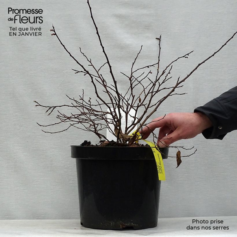 Spécimen de Stachyurus chinensis Joy Forever Pot de 7,5L/10L tel que livré en hiver