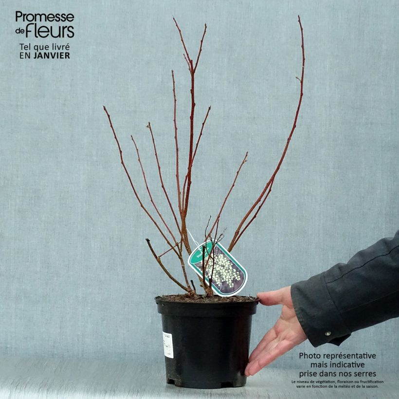 Spécimen de Stachyurus praecox Pot de 2L/3L tel que livré en hiver