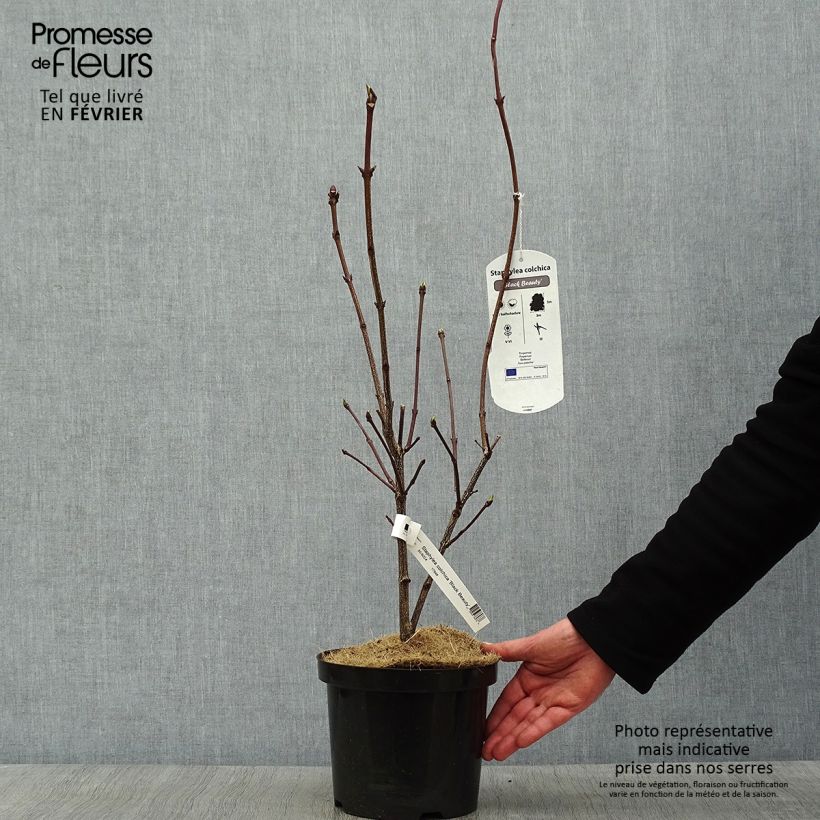 Spécimen de Staphylea colchica Black Beauty - Faux pistachier Pot de 4L/5L tel que livré en hiver
