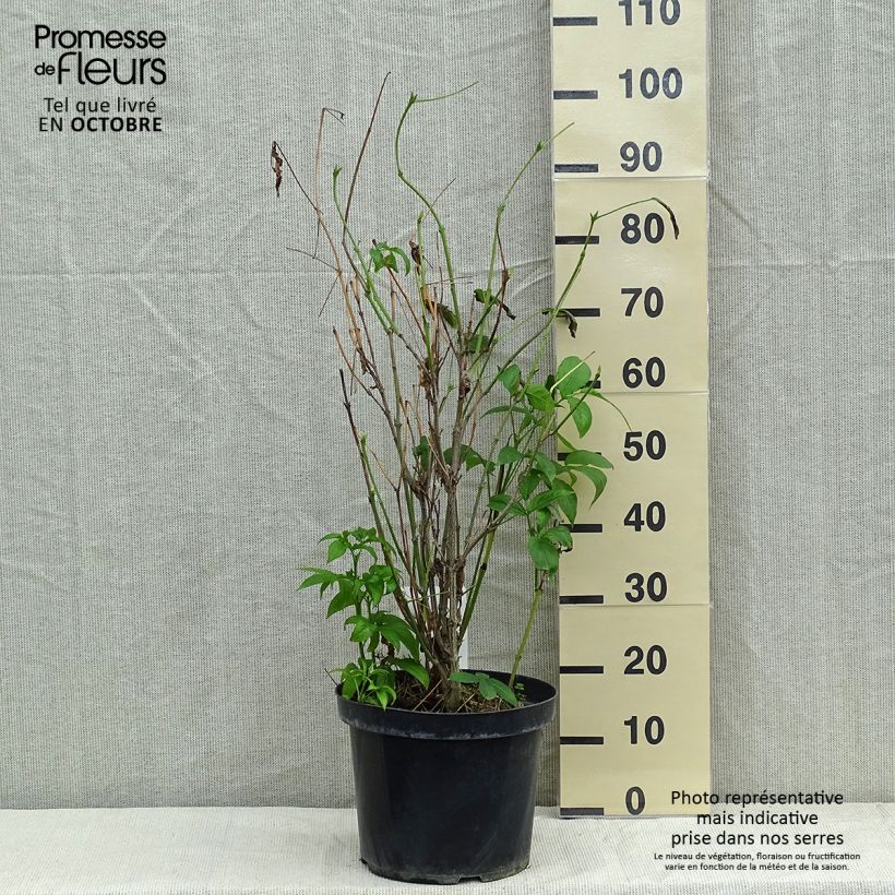Spécimen de Staphylea colchica - Faux pistachier Pot de 7,5L/10L tel que livré en automne