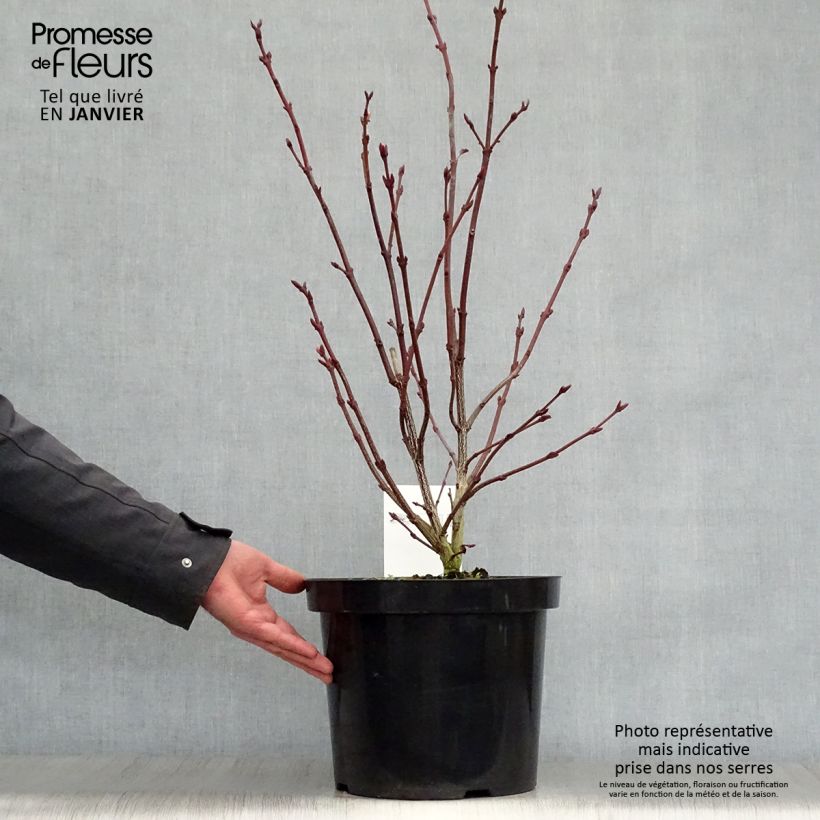 Spécimen de Staphylea colchica - Faux pistachier Pot de 7,5L/10L tel que livré en hiver