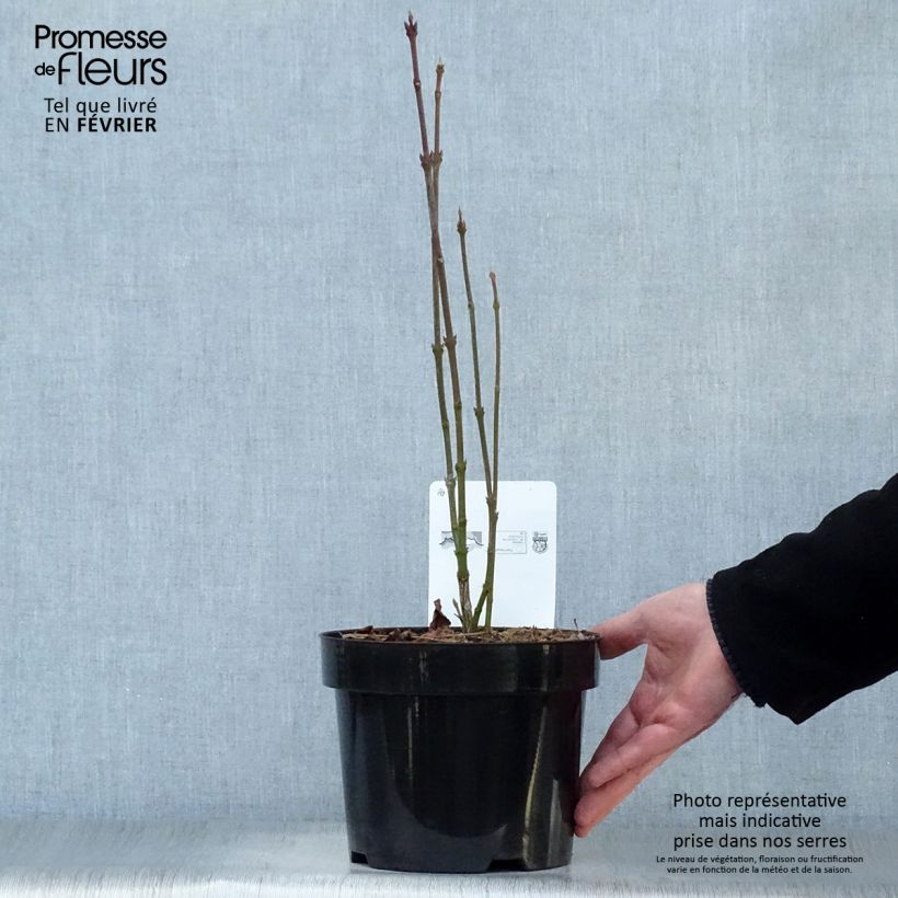 Spécimen de Staphylea colchica - Faux pistachier Pot de 3L/4L tel que livré en hiver