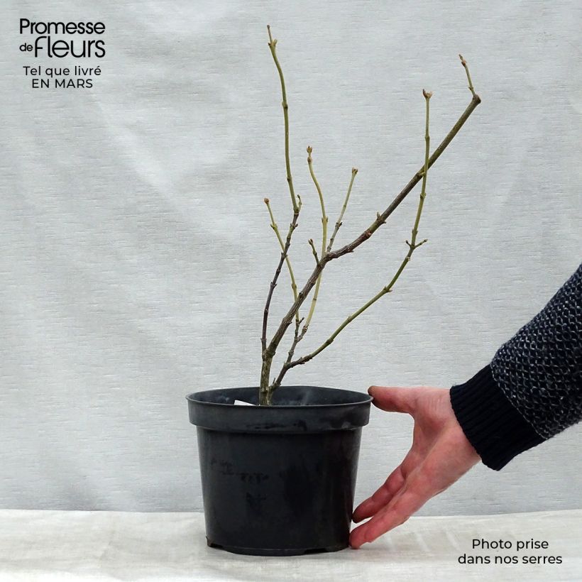 Spécimen de Staphylea pinnata - Faux pistachier Motte "Prêt-à-planter" tel que livré au printemps