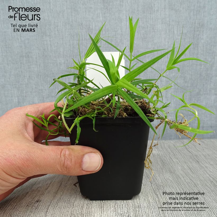 Spécimen de Stellaria (Rabelera) holostea - Stellaire holostée Godet de 8/9 cm tel que livré au printemps