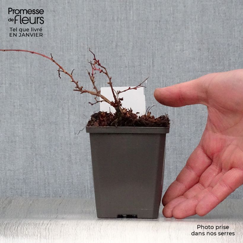 Spécimen de Stephanandra incisa Crispa Godet de 8/9 cm tel que livré en hiver