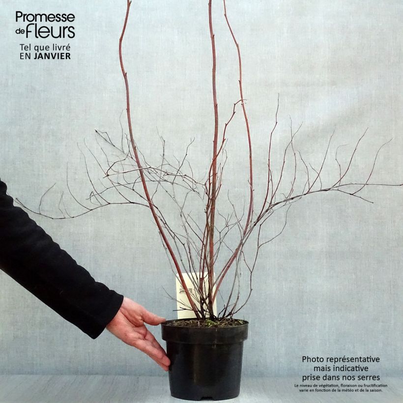 Spécimen de Stephanandra tanakae Pot de 3L/4L tel que livré en hiver