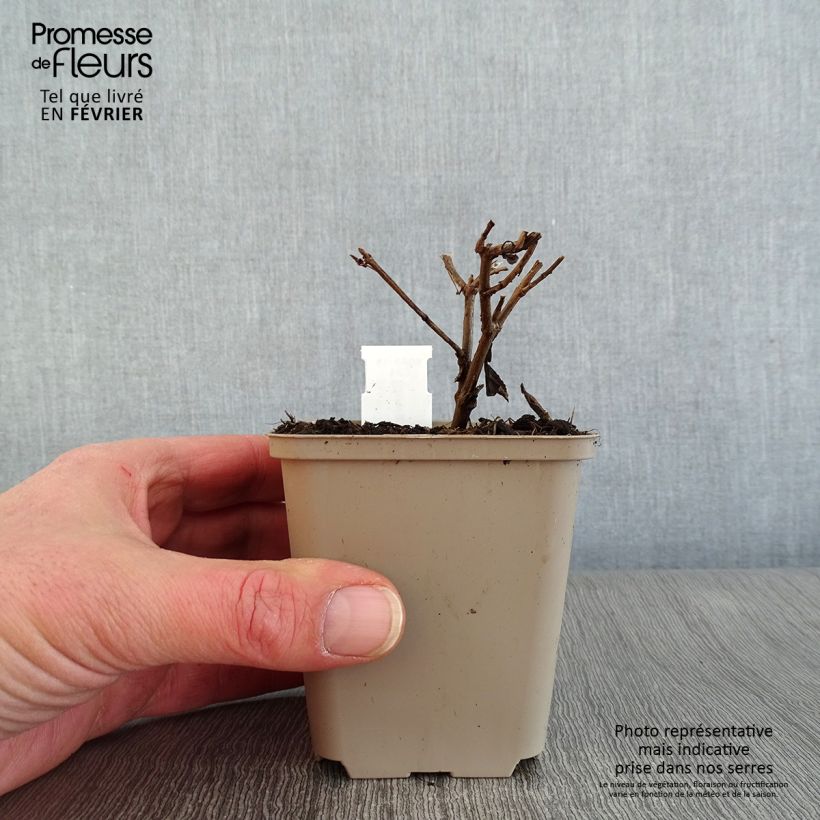 Spécimen de Stevia rebaudiana Godet de 8/9 cm tel que livré en hiver