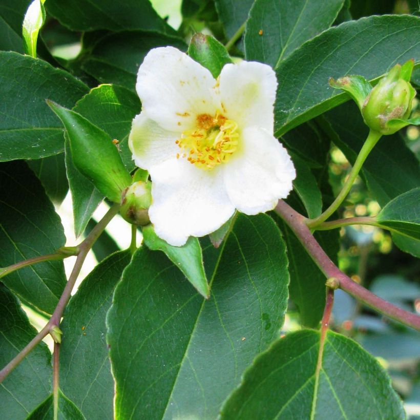 Stewartia monadelpha (Floraison)