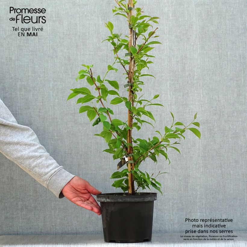 Amostra de Stewartia pseudocamellia Vaso de 3 L/4 L tal como entregue na primavera