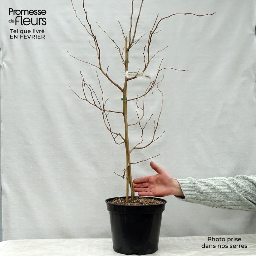 Spécimen de Stewartia rostrata - Stuartie Pot de 4L/5L tel que livré en hiver