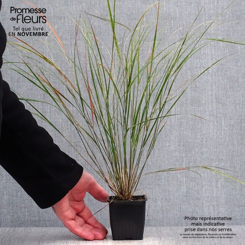 Spécimen de Stipa arundinacea - Anemanthele lessoniana Godet de 8/9 cm tel que livré en automne