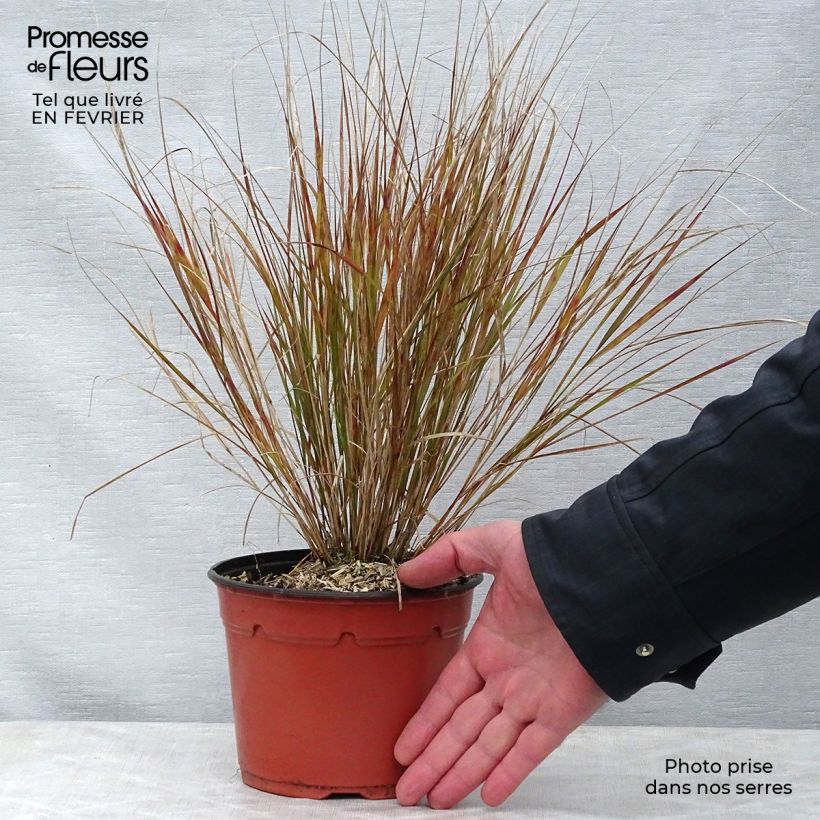 Spécimen de Stipa arundinacea - Anemanthele lessoniana Pot de 2L/3L tel que livré en hiver