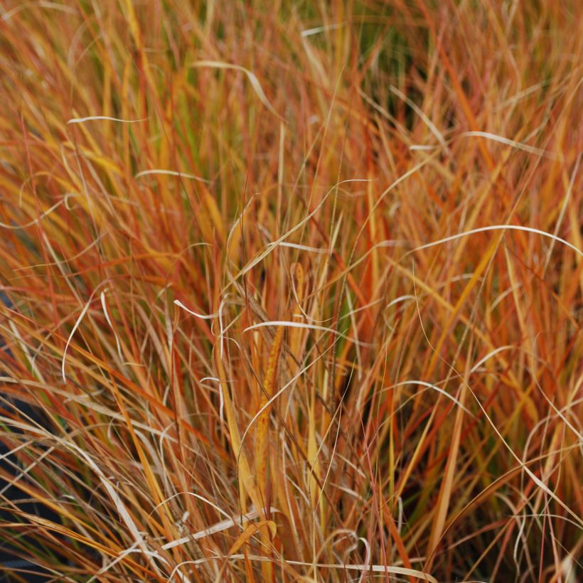 Stipa arundinacea Sirocco (Folhagem)