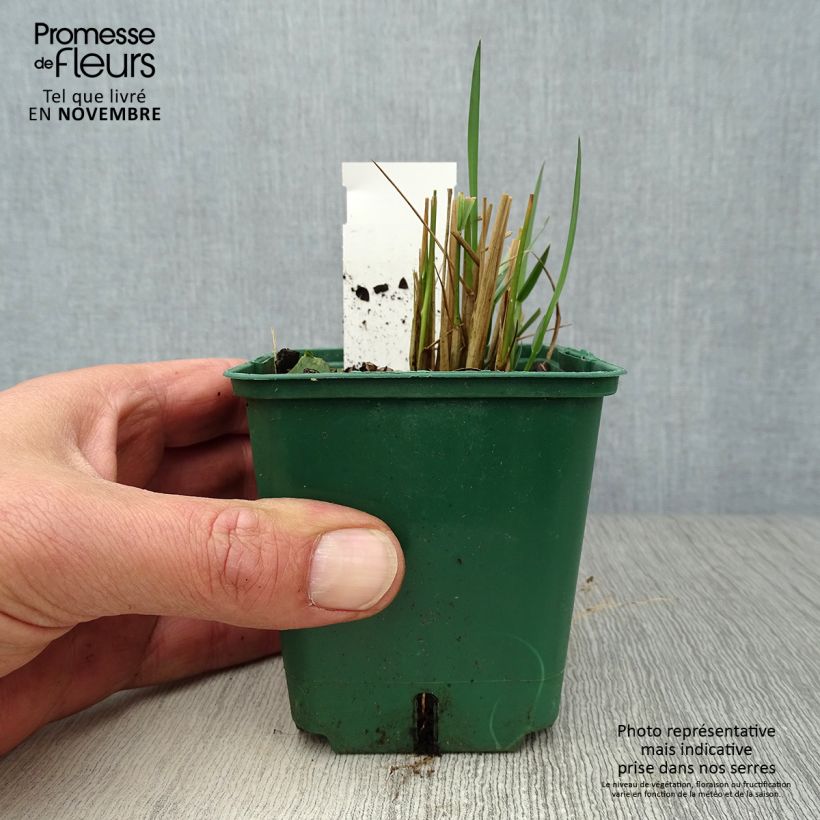 Spécimen de Stipa calamagrostis - Achnaterum Godet de 8/9 cm tel que livré en automne