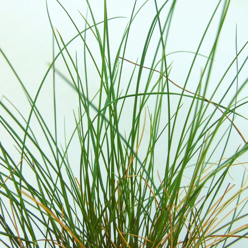 Stipa capillata - Stipe capillaire (Feuillage)