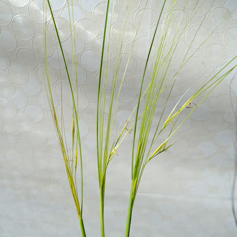 Stipa capillata - Stipe capillaire (Floraison)
