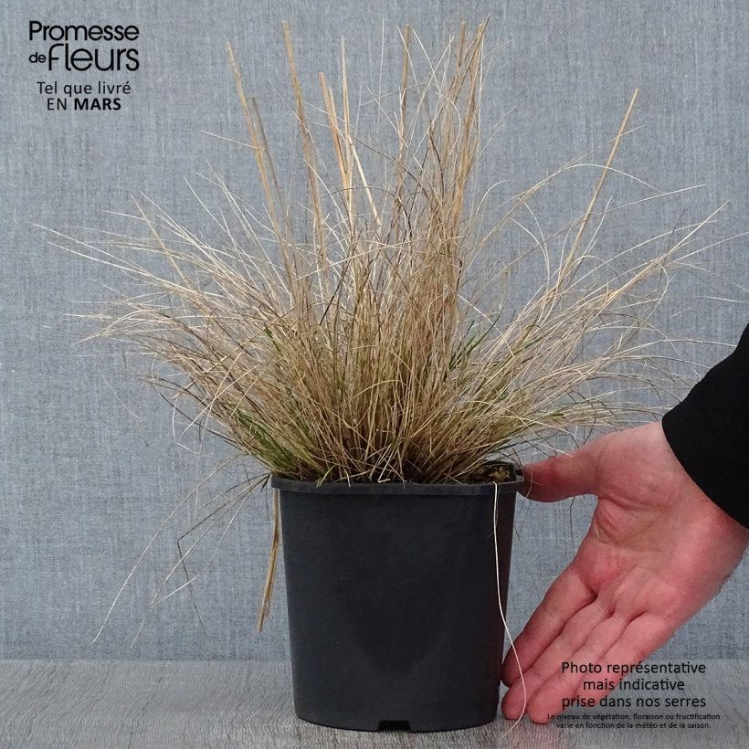 Spécimen de Stipa capillata - Stipe capillaire Pot de 2L/3L tel que livré en hiver