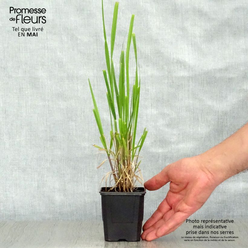 Spécimen de Stipa extremiorientalis - Stipe Godet de 8/9 cm tel que livré au printemps