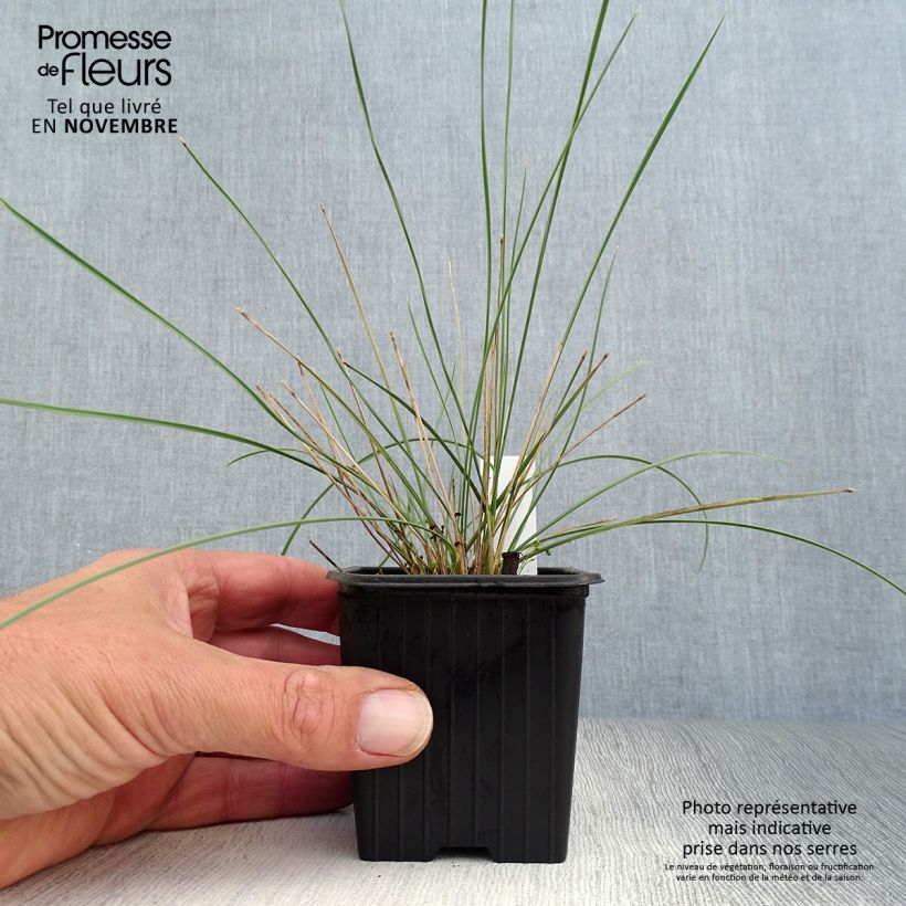 Spécimen de Stipa gigantea - Stipe géante Godet de 8/9 cm tel que livré en automne