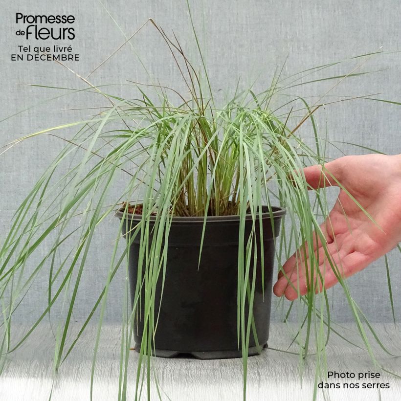 Spécimen de Stipa gigantea - Stipe géante Pot de 2L/3L tel que livré en hiver