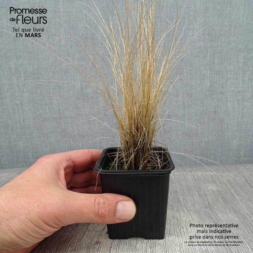 Spécimen de Stipa ichu - Jarava ichu Godet de 7/8 cm tel que livré en hiver