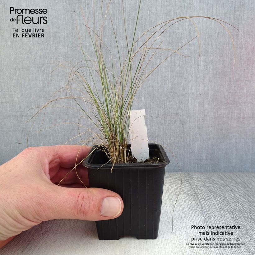 Spécimen de Stipa pennata Godet de 8/9 cm tel que livré en hiver