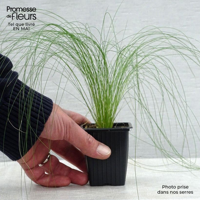 Spécimen de Stipa tenuifolia - Cheveux d'ange Pony Tails Godet de 7/8 cm tel que livré au printemps