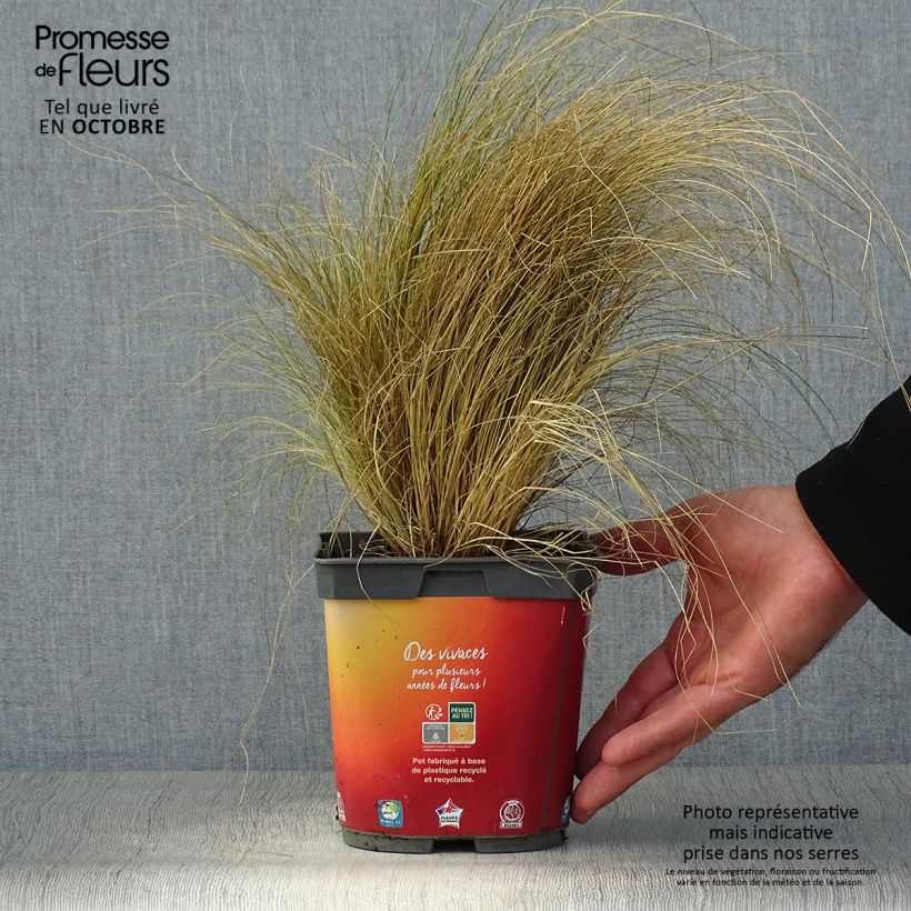 Spécimen de Stipa tenuifolia - Cheveux d'ange Pony Tails Pot de 2L/3L tel que livré en automne