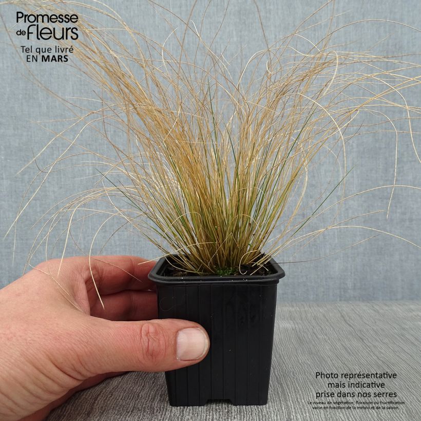 Spécimen de Stipa trichotoma Palomino - Stipe à feuilles dentées Godet de 8/9 cm tel que livré en hiver