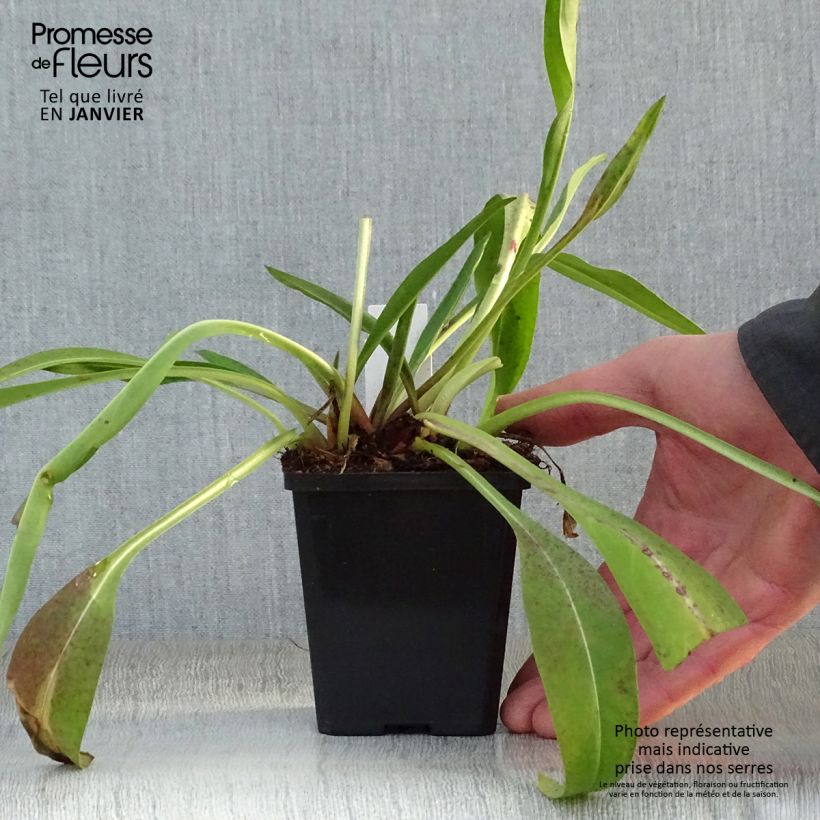 Spécimen de Stokesia laevis Alba - Bleuet d'Amérique - Stokésie blanche Godet de 8/9 cm tel que livré en hiver