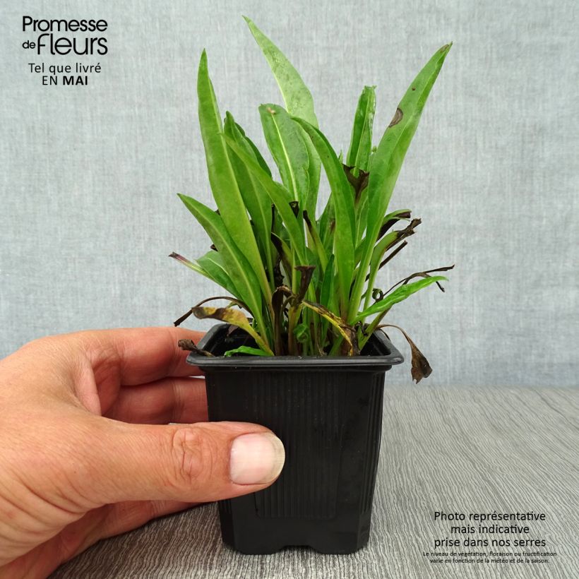 Spécimen de Stokesia laevis Blue Star - Bleuet d'Amérique. Godet de 8/9 cm tel que livré au printemps