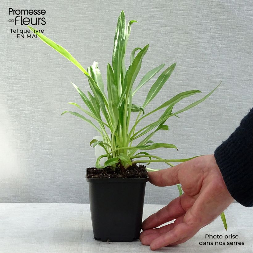 Spécimen de Stokesia laevis Traumerei - Bleuet d'Amérique. Godet de 8/9 cm tel que livré au printemps