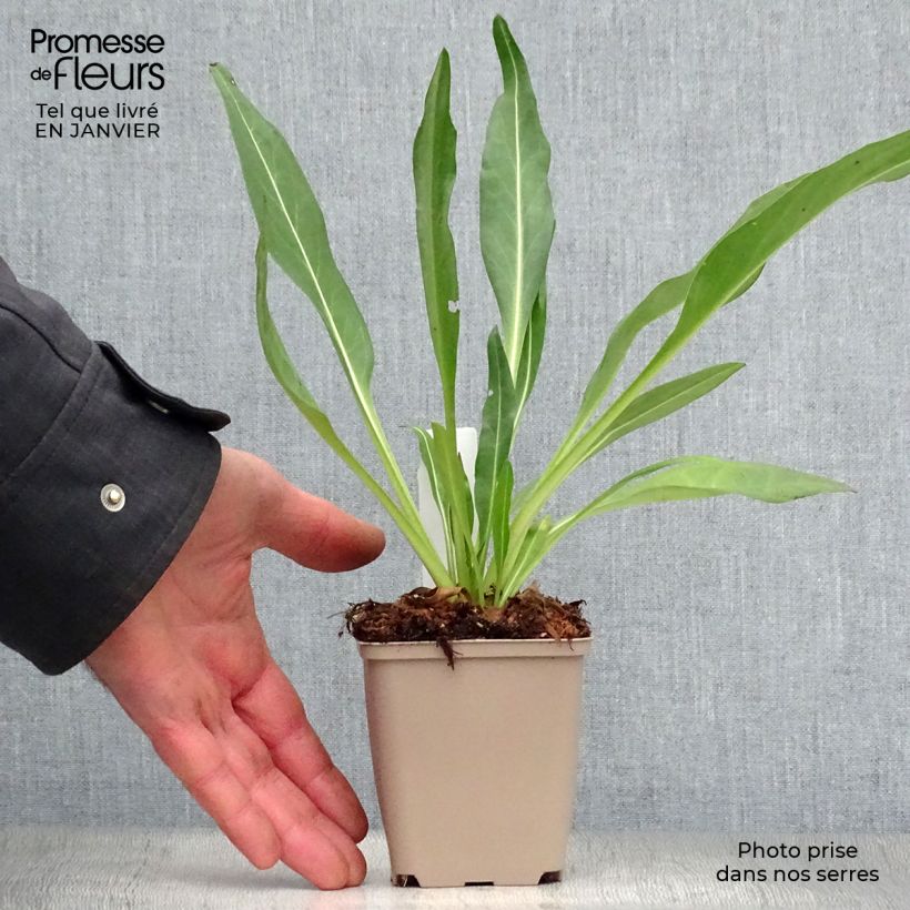 Spécimen de Stokesia laevis Traumerei - Bleuet d'Amérique. Godet de 8/9 cm tel que livré en hiver