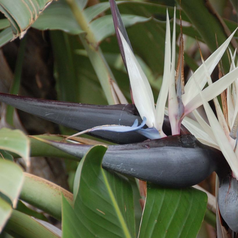 Strelitzia nicolai - Oiseau de Paradis blanc, géant  (Floraison)