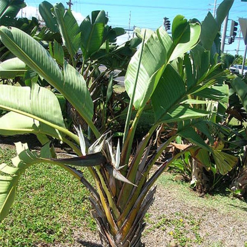 Strelitzia nicolai - Oiseau de Paradis blanc, géant  (Port)