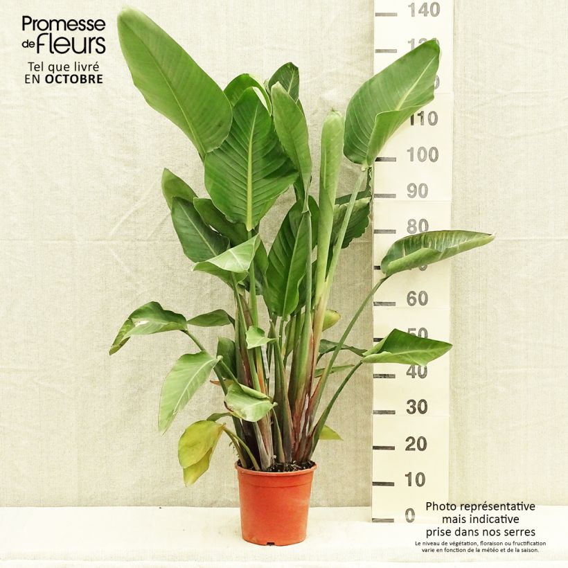 Spécimen de Strelitzia nicolai - Oiseau de Paradis blanc, géant  Pot de 2L/3L tel que livré en automne
