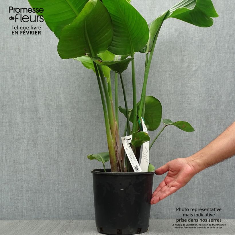 Spécimen de Strelitzia reginae - Oiseau de Paradis Pot de 6L/7L tel que livré en automne