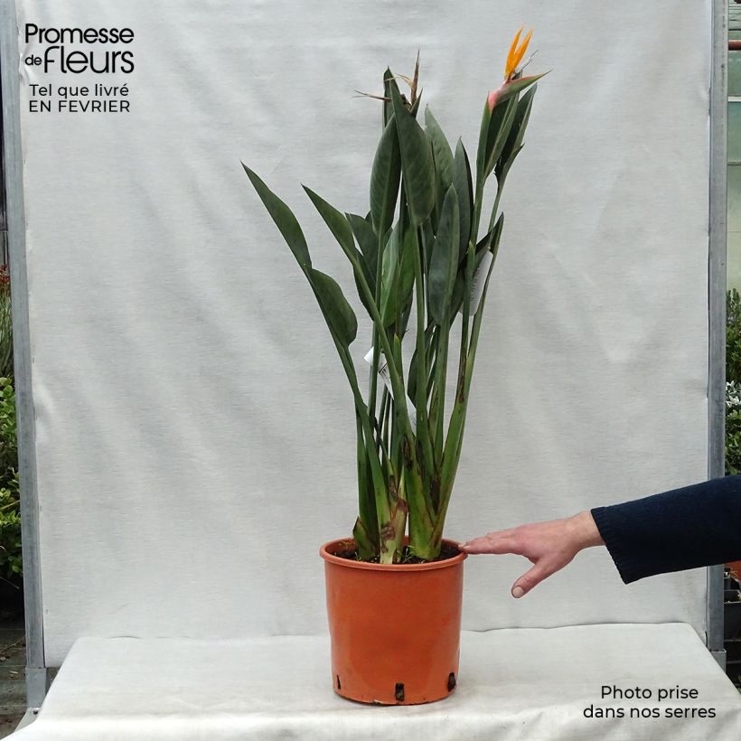 Spécimen de Strelitzia reginae - Oiseau de Paradis Pot de 6L/7L tel que livré en hiver