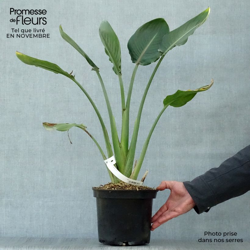 Spécimen de Strelitzia reginae - Oiseau de Paradis Pot de 2L/3L tel que livré en automne